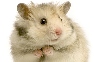 photo of brown hamster